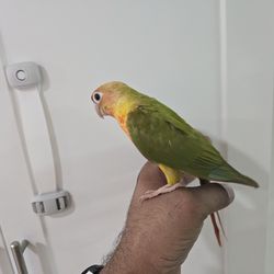 "Cage" For Pineapple Green Cheek Conure
