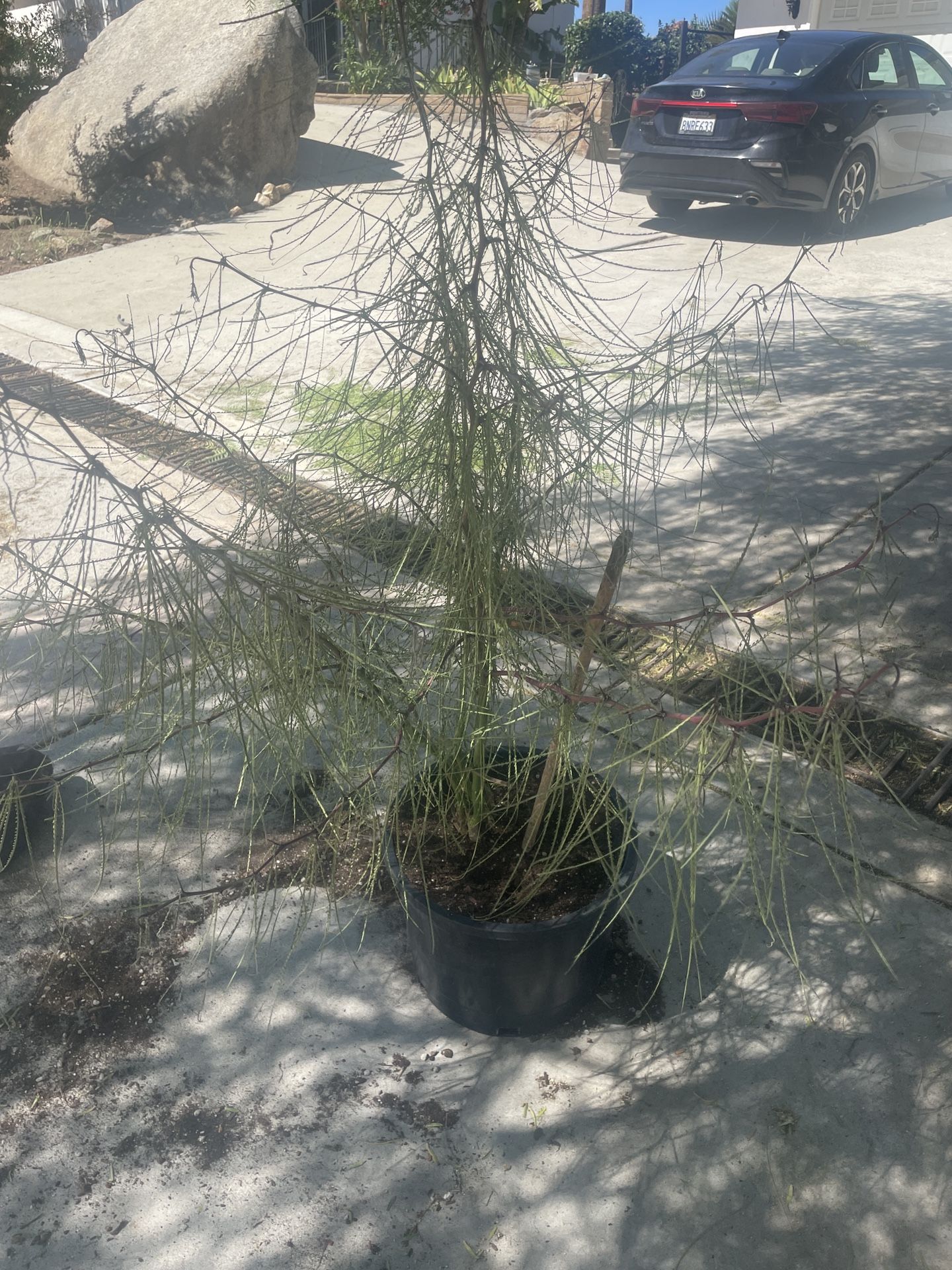 Palo Verde Tree