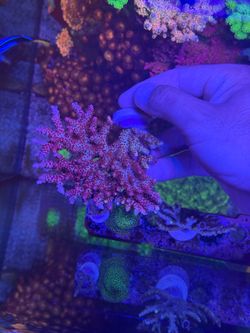 Reef Tank Saltwater Corals And Frags