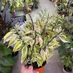 6” Jacob’s plant