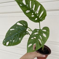 Beautiful Monstera Adonsonii ( Wide Leaf ) Plant