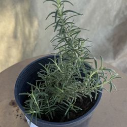 Rosemary plant (Salvia rosmarinus) Romero 