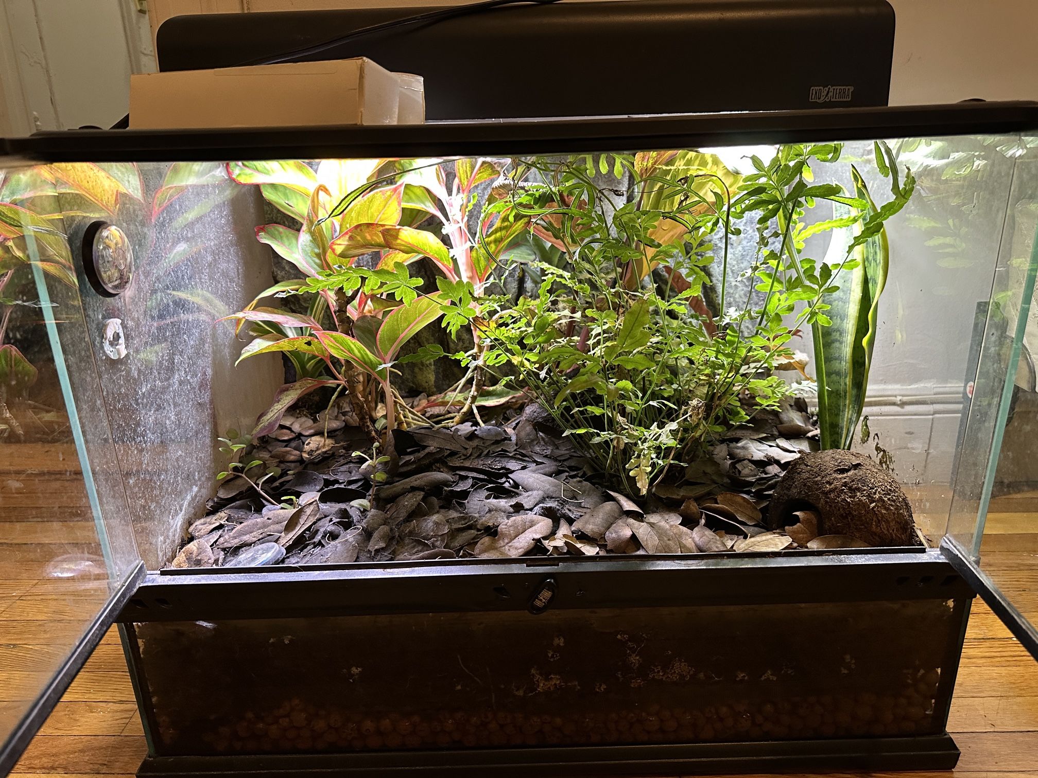 Beautiful view of Electric Heating Element For A Poison Dart Frog Vivarium