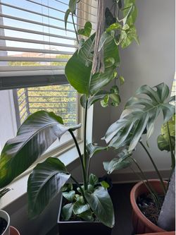 Birds of paradise