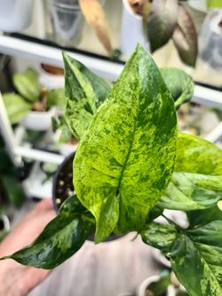 Syngonium Mojito mature plant