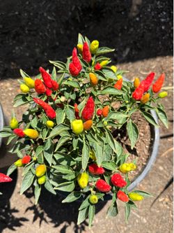 Spicy Super Chili Small Pepper Plant in 5 gallon
