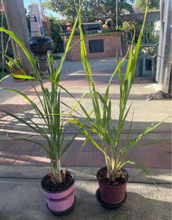 Lemon Grass