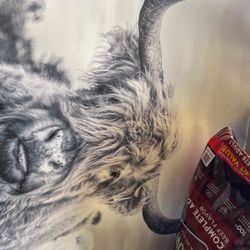 Highland Cow, XL PHOTO canvas