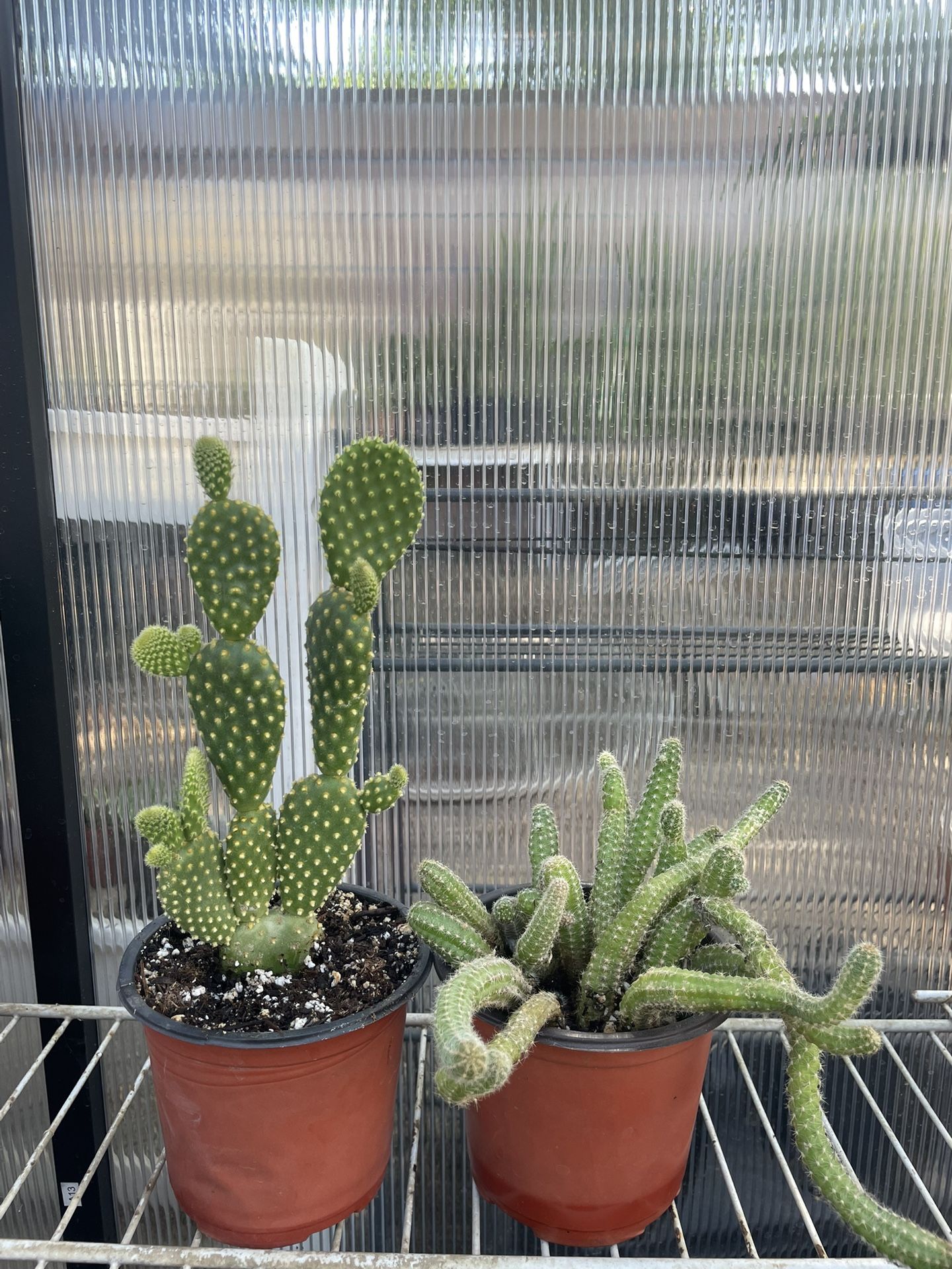 Cactus Plant