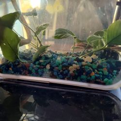 Hydroponic or Aquaponic 3 gallon tank with fish