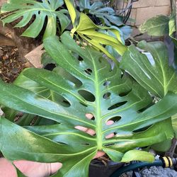 Large Leaf Monstera Landscaping Patio Plant 50+ Years Old In Pot For Easy Transport