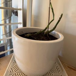 Large Ceramic Planter Pot