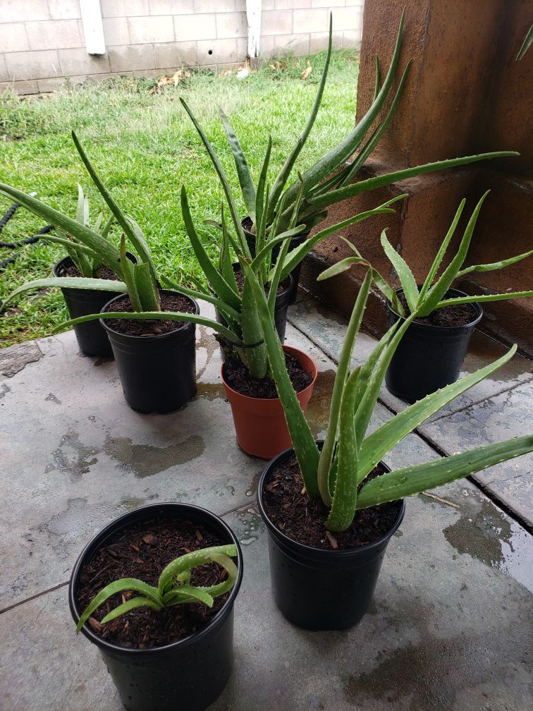 Aloe vera plants. $5 each...