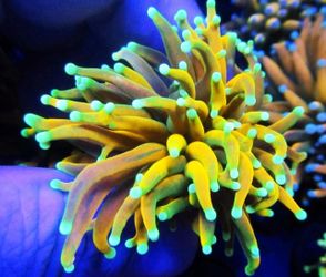 Torch Coral WYSIWYG 