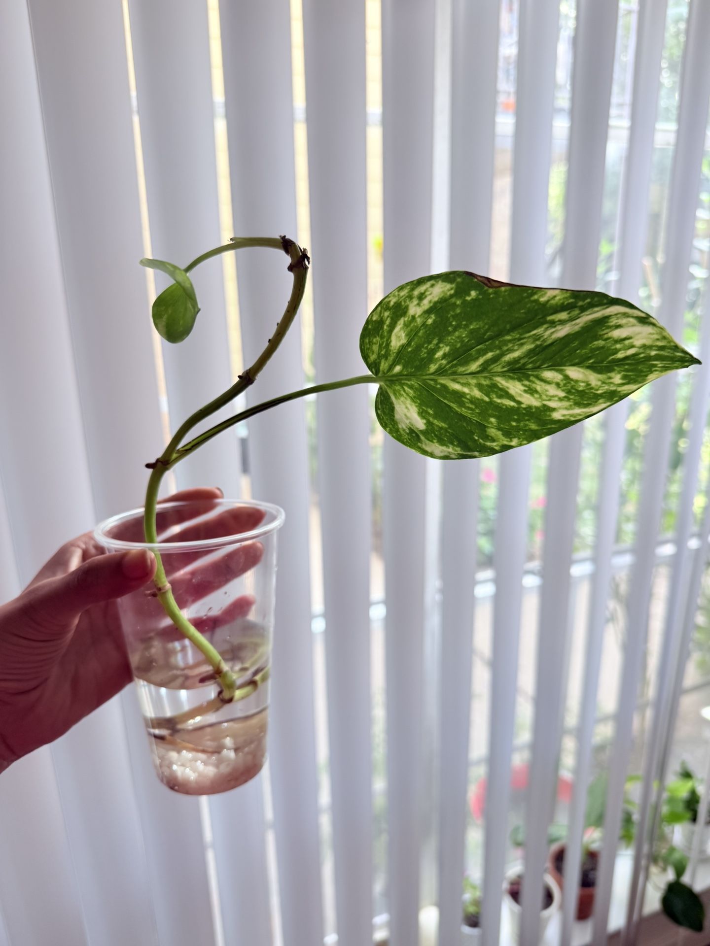 Pothos Plant 🌱