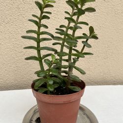 Adorable 9” Jade 🌿 Purify Air 🌱 Mood 💜 Positive Energy 