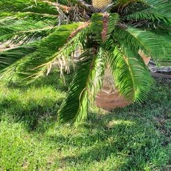 Huge flowering sago Palm