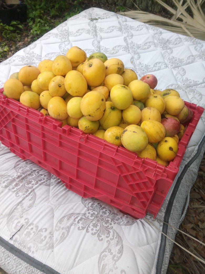 Mangoes And Mango Trees