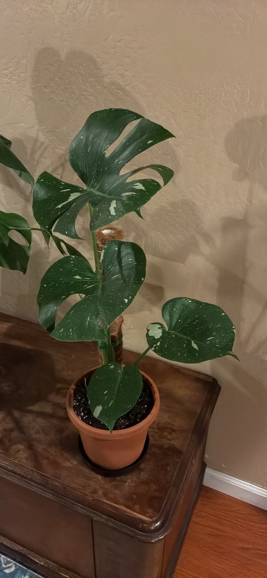 Monstera Thai constellation