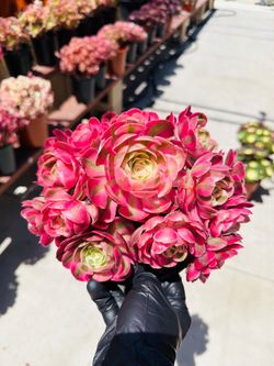 Aeonium Quingchang Varigated