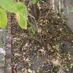 Tulsi Holy Plants