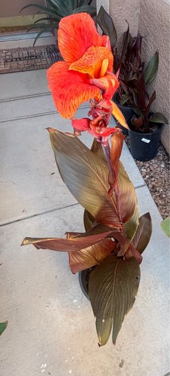 Canna Lava Rock