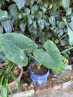 Elephant ear
