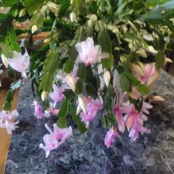 Christmas Cactus