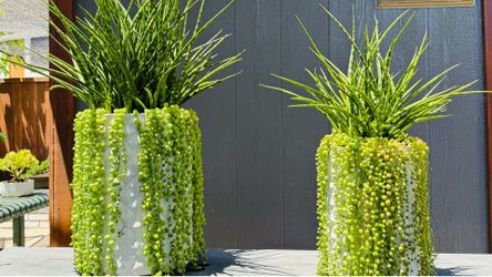 SET of 2 GORGEOUS Sansevieria Mikado & String of Pearls