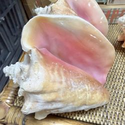 New Queen Pink Conch