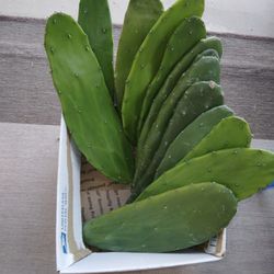 5 LBS Non-Prickly Pear Cactus Pads For Potting Or Tortoise Food $20 -Ship $7