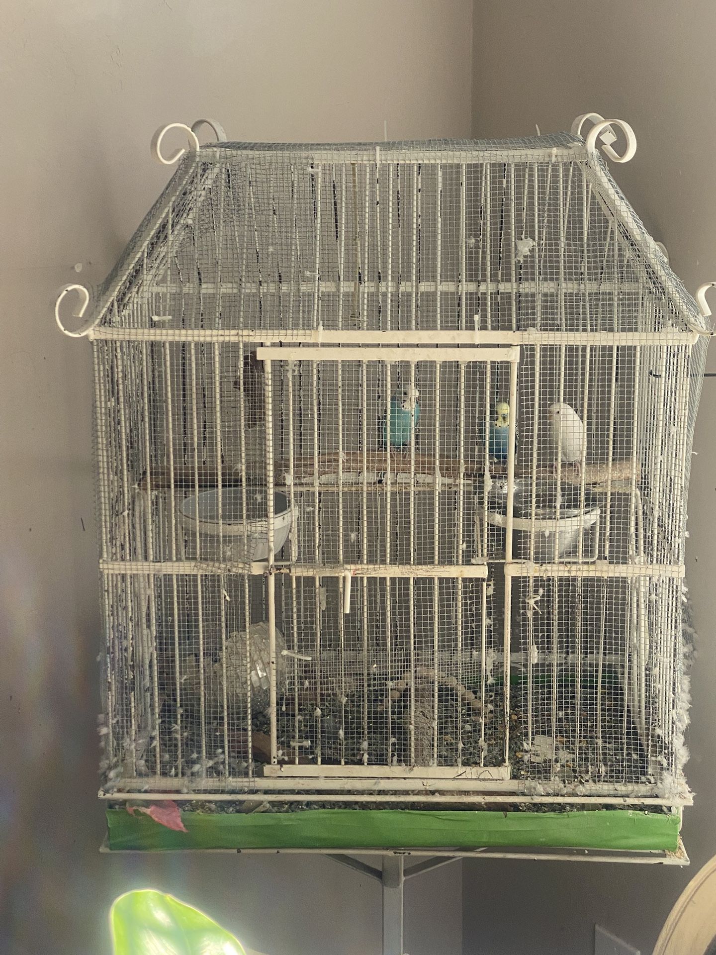 Bird Cage