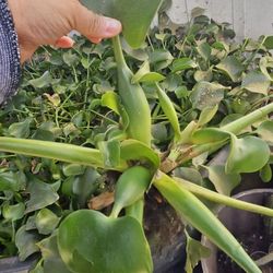 Giant Wayer Hyacinth 🪻 Plants