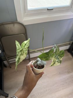 Variegated Philodendron Plant