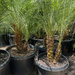 Beautiful Pygmy Palm $115 Each 