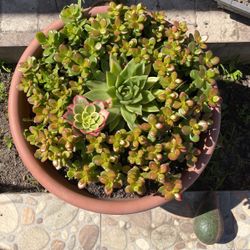 Potted Succulents 