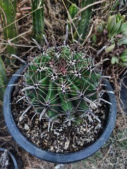 Devil's tongue cactus plant
