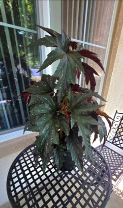 🌿 🪽Angel Wing Begonia  ,Sophia🪽🌿🙂