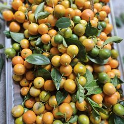 Lots Of Calamansi Fruits Available Now.$4 Per Pound.