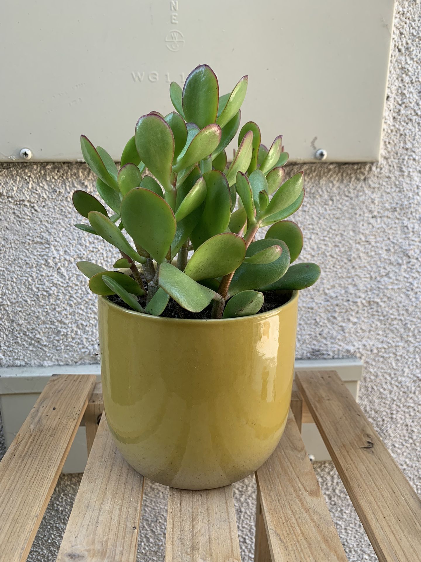 Small Jade Plant