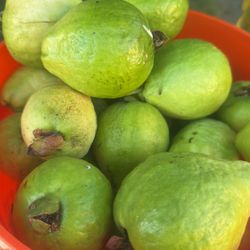 Sevenden Guayavas Or ganicas 