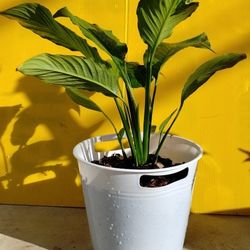 Peace Lily