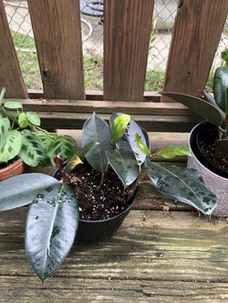 Burgundy Rubber Tree cuttings
