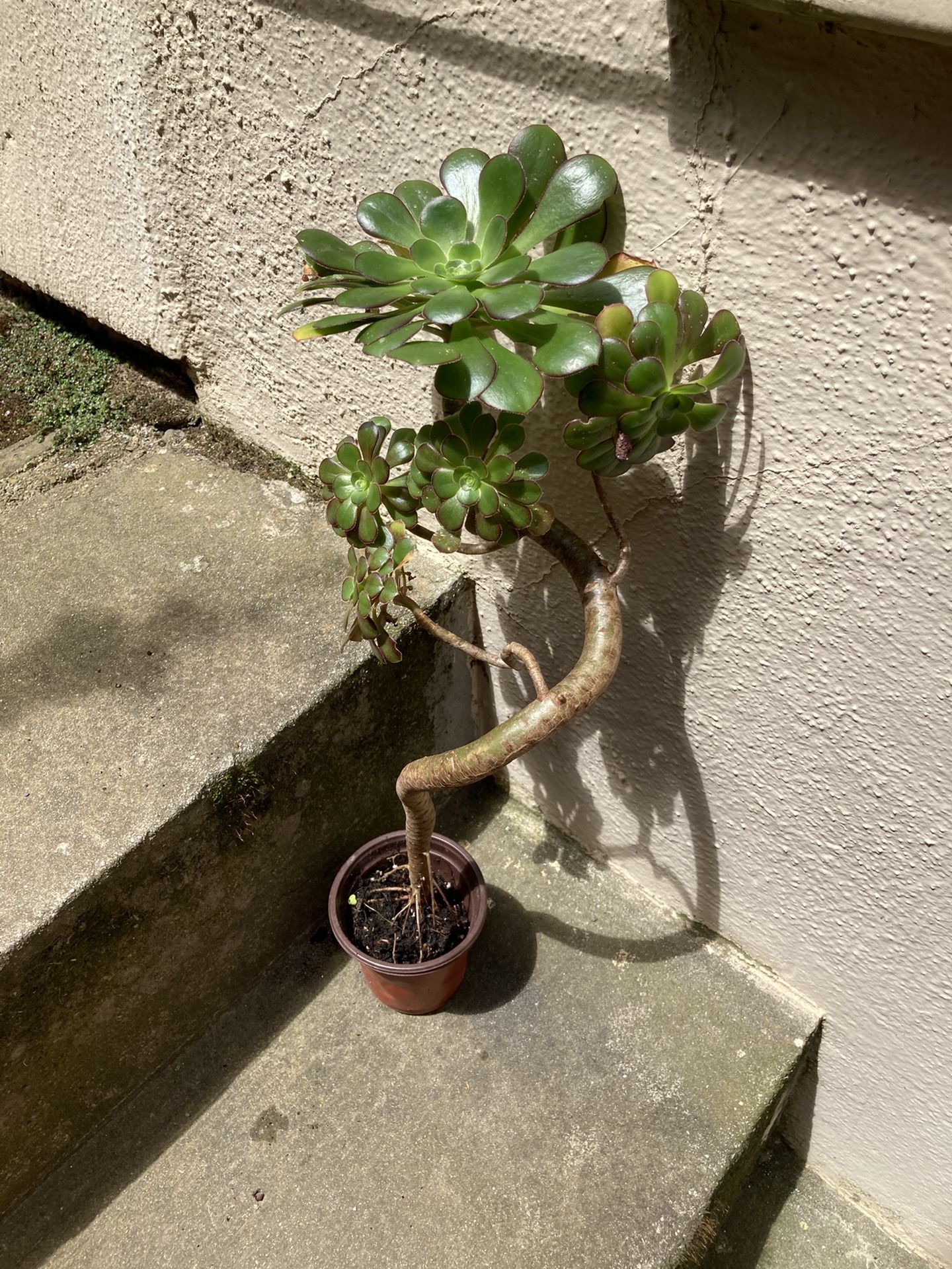 Succulent Tree Aeonium