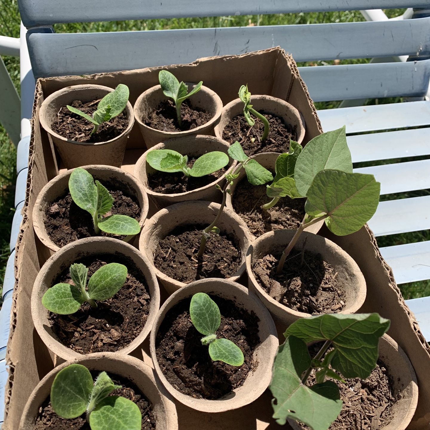 Vegetable Starter Plants (Tomatoes, Broccoli, Green Beans, Yellow Squash)