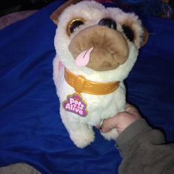 Pets Alive Dog