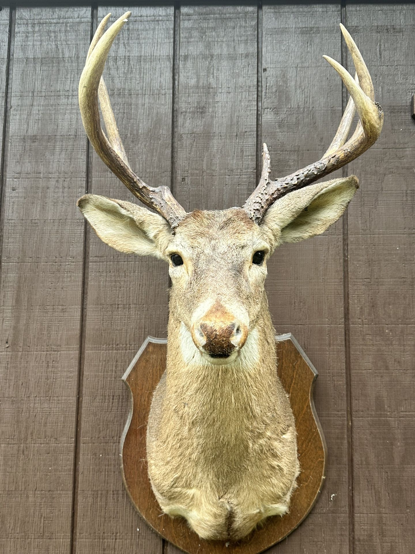 Deer Head With Wood Mount