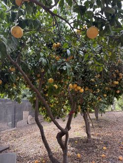 Toronja Rosa Y Lima Y Naranja Organica