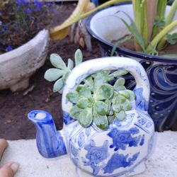 Pretty Porcelain Basket With Succulent Plant 