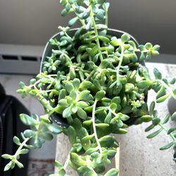 Large Succulent 